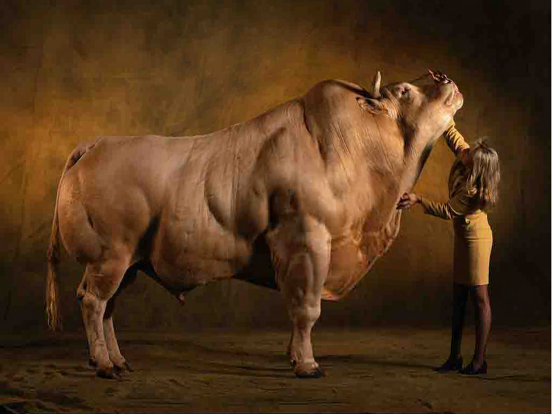Illustration for article titled Genetic Manipulation: The First 50,000 Years